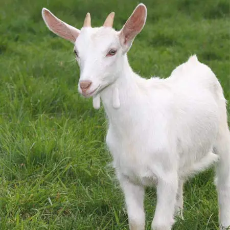 benefits of baby goat yoga