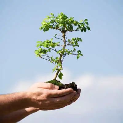 Plant a tree program for brands